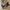 Zipro - Crosstrainer -